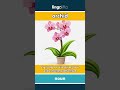 orchid - a fancy flower with bright ... video thumbnail