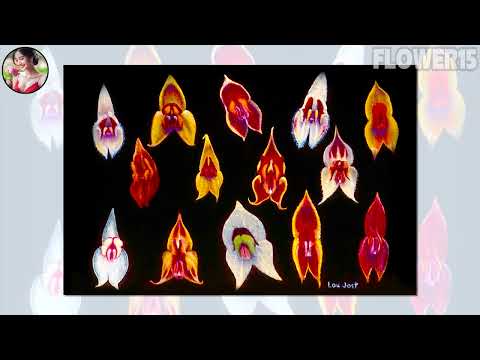 Three New Orchid Species Discovered in Ecuador: All Rare!