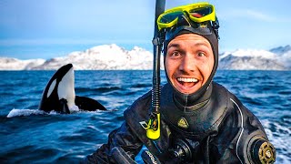 Travel vlog - Swimming with Wild Orcas in Norway (incredible encounters)