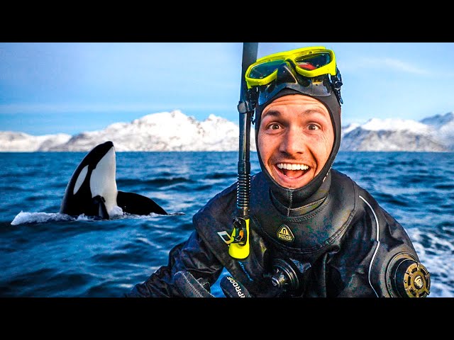 Travel vlog - Swimming with Wild Orcas in Norway (incredible encounters)