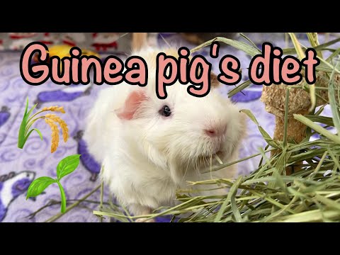 YouTube video about: Can guinea pigs eat rice cakes?
