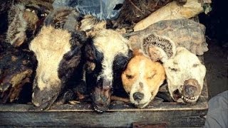 DOG HEADS & CATS used in Nigeria VOODOO MEDICINE!!