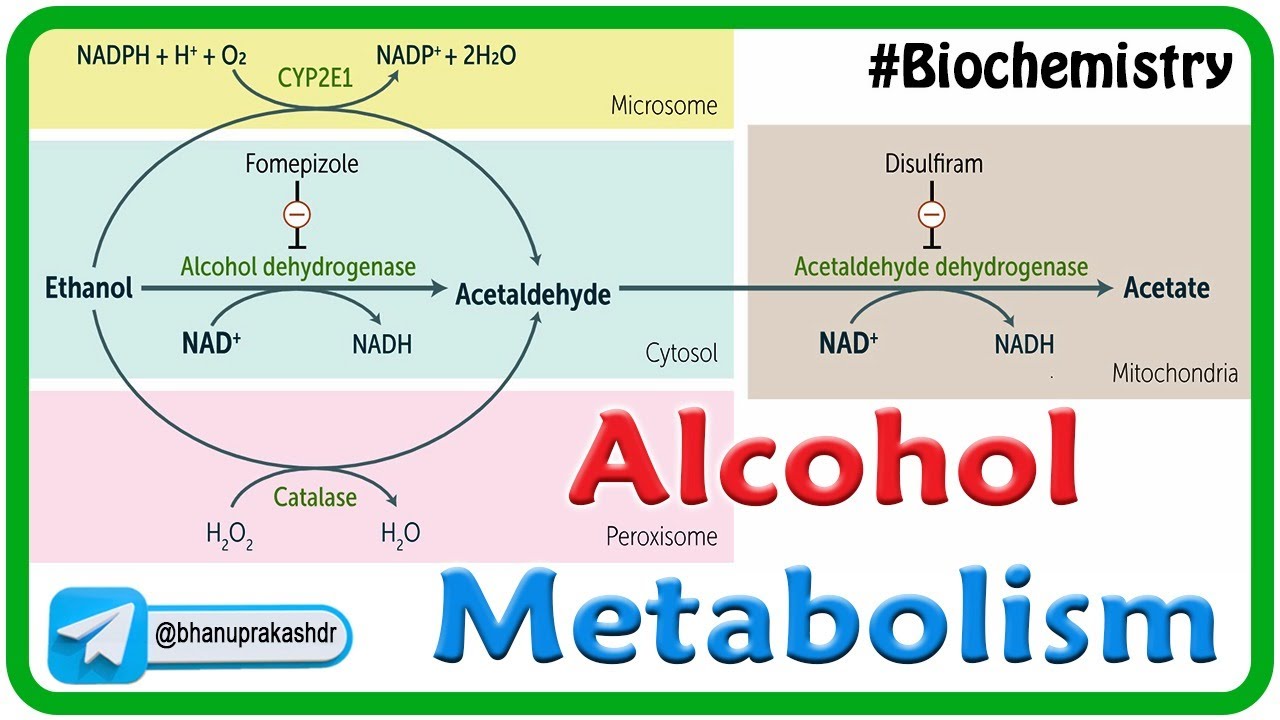 Alcohol Metabolism🍷: Ethanol Breakdown in Medical Biochemistry  USMLE Step 1 - Dr. G Bhanu Prakash 🧠