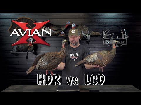 Avian X | HDR vs LCD Turkey Decoys