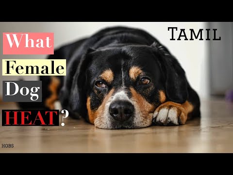 Female dogs HEAT CYCLE ! In TAMIL