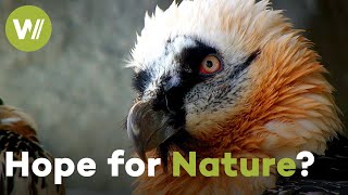 Germany's Wild Nature: Why Some Extinct Species Return While Others Vanish | Ode to Nature (1/2)