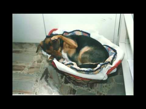 Dario Cellamaro SWINGSUITE 5et live concert - "TRILLY"