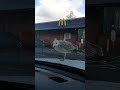Cheeky Seagull Knocking On My Window Outside McDonalds