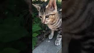高取山の頂上の猫親子🐈