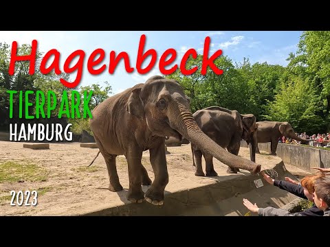 Hagenbeck Tierpark Hamburg 4K  2023 der größten Elefantenherden Europas - Sehenswert - Besuch im Zoo