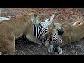 Circle Of Life Lions Bring Down Zebra Sark Breakaway Pride Kruger 26 August 2025