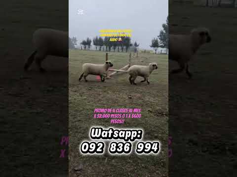 Clases de Equitación en Empalme Olmos - Uruguay. A 10 minutos del pinar. X más info: 092 836 994