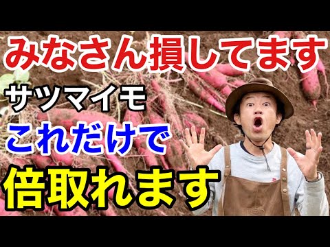 冬のサラダを温室または地面にいつ植えるのですか？  庭園
