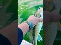 Video Thumbnail for See ya later, Bud ! #walleye #catchandrelease #shorts #fpyシ