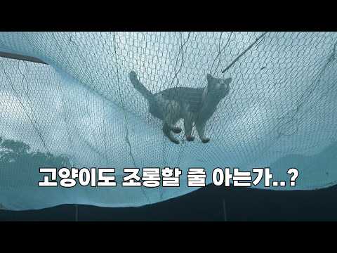 우리집 고양이들 업신여기는 대장 고양이 똘이