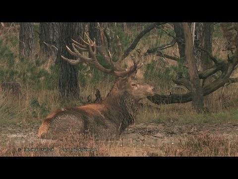 2015 09 25 Hart in wallow - Hirsch in Suhle - Herten bronst
