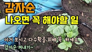 감자밭 감자순지르기 감자순치기 감자순은 몇개만 남길까요? 감자순 꺼내기