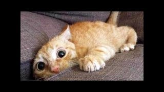 Funny Animals Vines