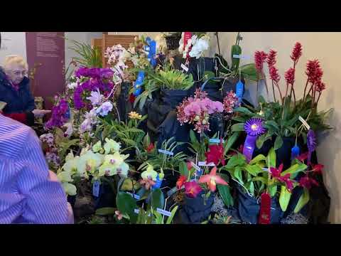 How to enter an orchid show and win ribbons