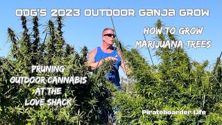 ODG’s 2023 Outdoor Ganja Grow How to Grow Marijuana Trees Pruning Outdoor Cannabis at the Love Shack