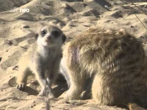 Erdmännchen - Meister der Anpassung - ZDFneo