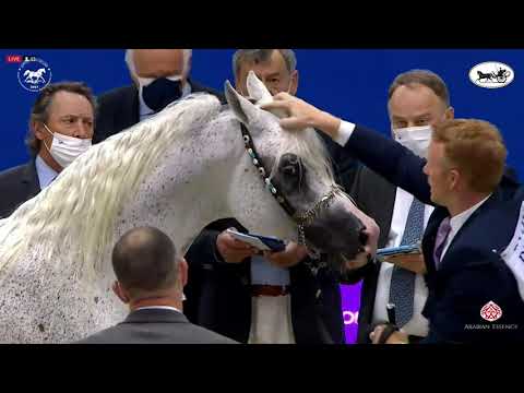 N 200 AL ARYAM BAREE'   Dubai International Arabian Horse Championship 2021   Stallions 7 9 Years Ol