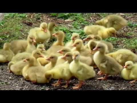 Ernie Kucera (Czech) Nebraska Band - Little Goose Polka (Czech vocals)