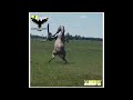 FUNNY COWBOY SHOT S FUNNEY MOMENTS