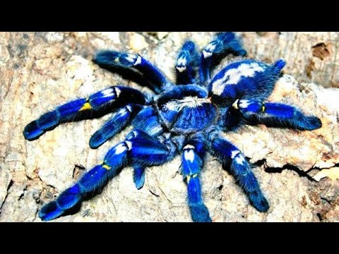 Blue Tarantula the Most Beautiful Spider in the World - Blue Tarantula, Poecilotheria metallica