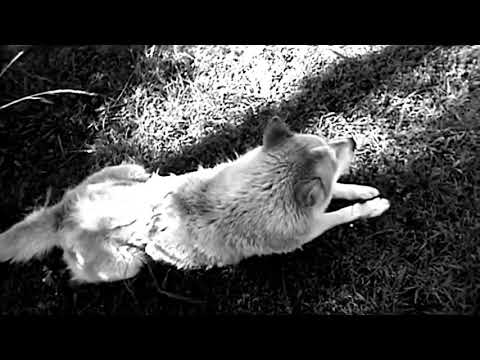 Pixies - Where Is My Mind? ("The Tale of Pupperoo" Music Video) (HD)