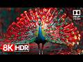 Ultra Vivid Colors 8K HDR Dolby Vision Showcase In 60FPS 4K 8K TV Demo
