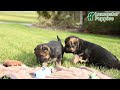 German Shepherd dogs for sale: Cash - Video 1
