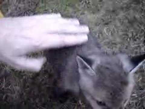 Малко лисиче си заклещва главичката в консерва