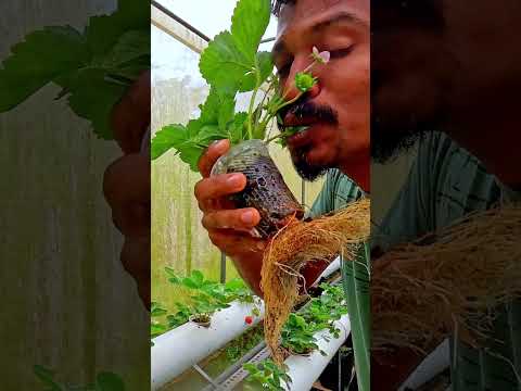 🧑🏼‍🌾👍🏻🫠 strawberry🍓🥰 #travel  #fruit  #garden  #yummy  #omg  #love