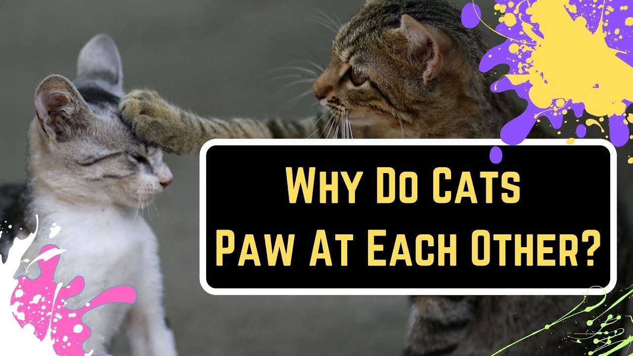Why Do Cats Slap Each Other With Their Paws?