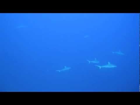 SUVADIVA SHARKS