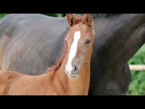 Hengstfohlen von Endorphin - Belissimo