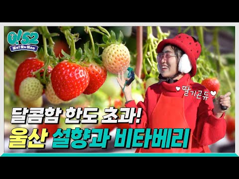 [생방송0!52] 달콤함 한도 초과! 울산 설향과 비타베리