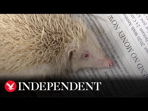 Rare Albino Hedgehog - Rescued By a 6 Year-Old Boy