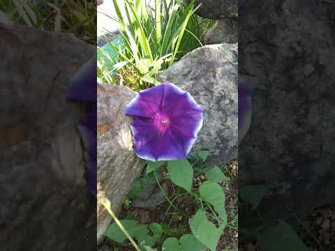 凍ってしまった春のアジサイを復活させる方法 プルーン水肥料