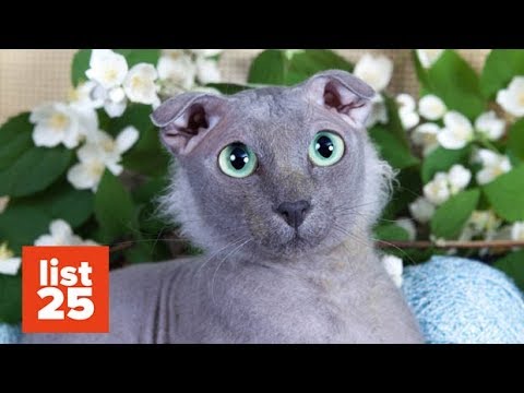 25 Most BIZARRE Cat Breeds Ever