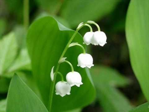 Ennio Morricone : The Lady Caliph