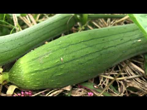 Plant Music of loofah🥒Gorgeous melody that revives. For meditation🙏, studying, children's room, etc.