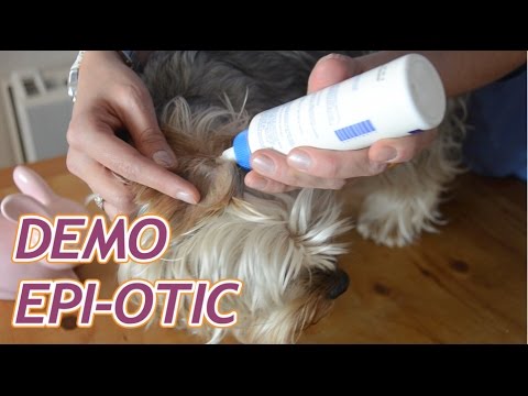 comment traiter otite chien