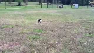 preview picture of video 'Jasper the teacup aussie playing catch'
