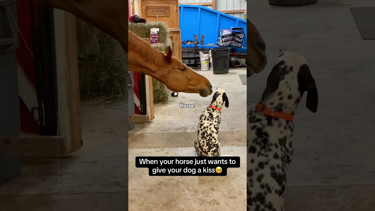 Horses are the ultimate socialites on the farm. #horse #horselovers #bestfriends #funnyhorse #cute