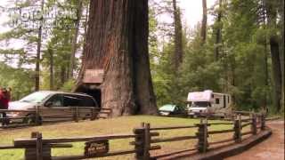 preview picture of video 'RV Roadtrip Diary USA - Part 10 of 15 - Avenue of Giants'