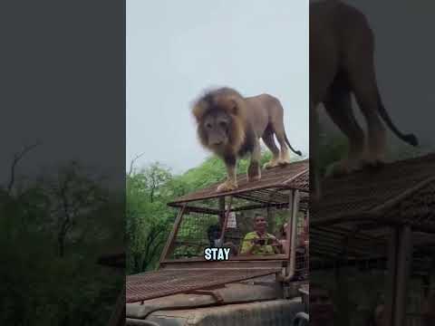 China’s Reverse Zoo Explained🦁