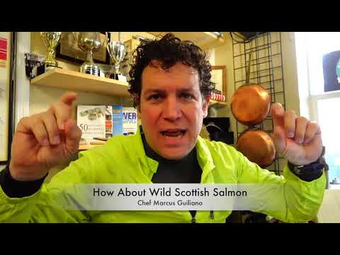 download lagu mp3 mp4 Wild Scottish Salmon For Sale, download lagu Wild Scottish Salmon For Sale gratis, unduh video klip Wild Scottish Salmon For Sale