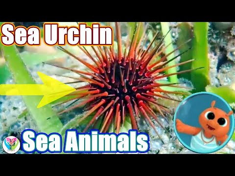 Sea Urchin & More - Animals in the Ocean Learning Videos